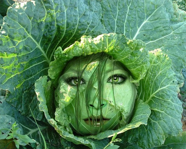 Капуста голова фото