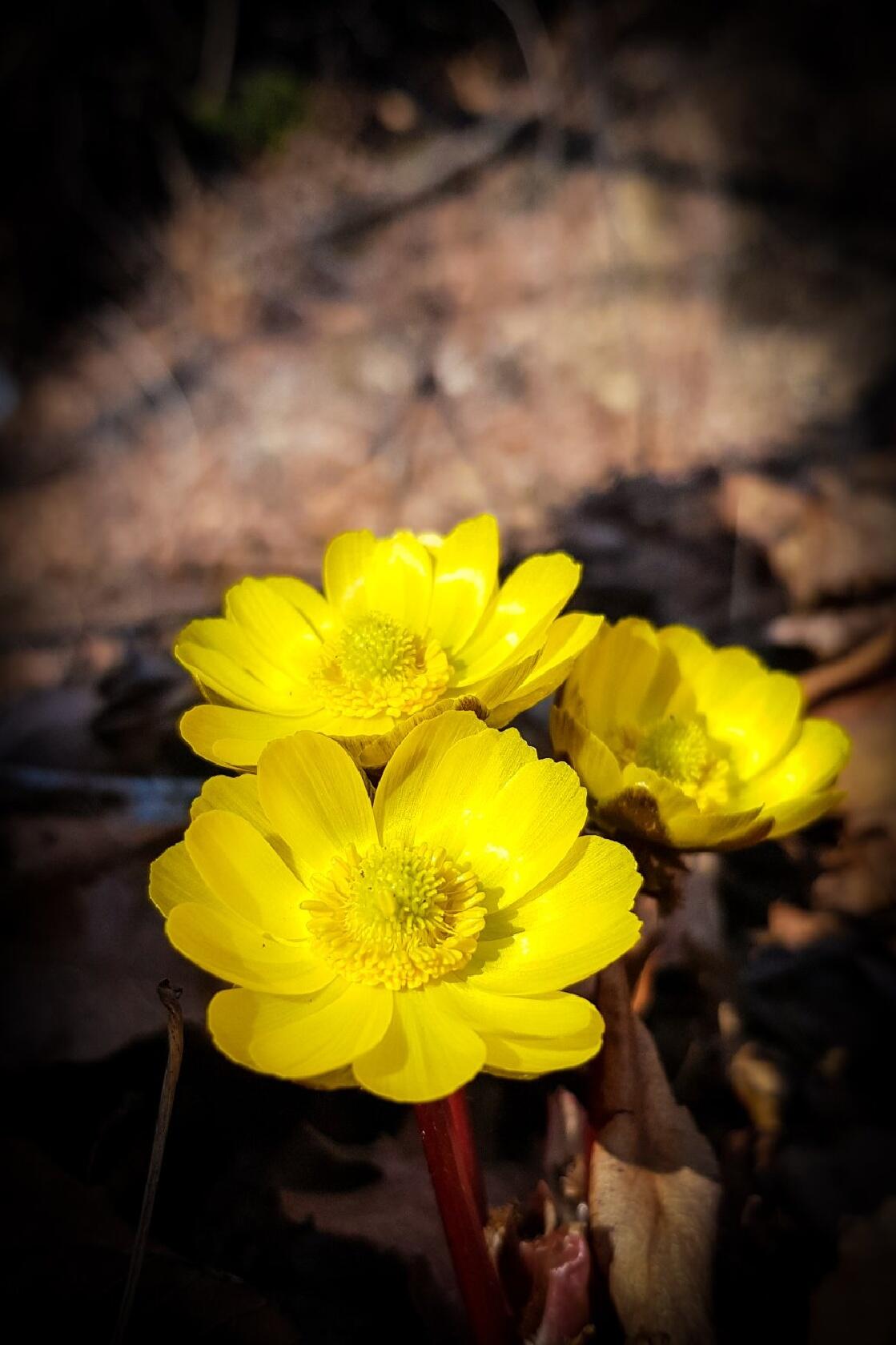 Адонис амурский