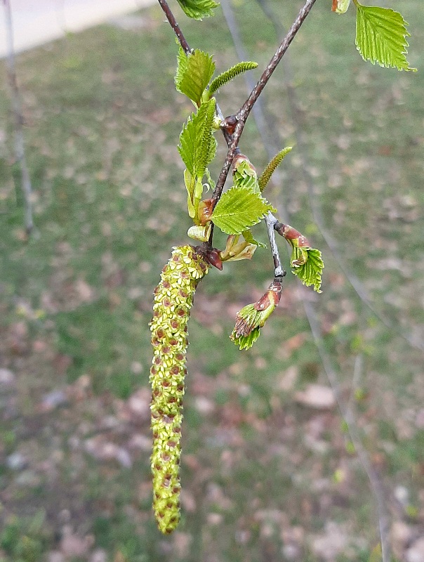 Словно девичьи слёзы