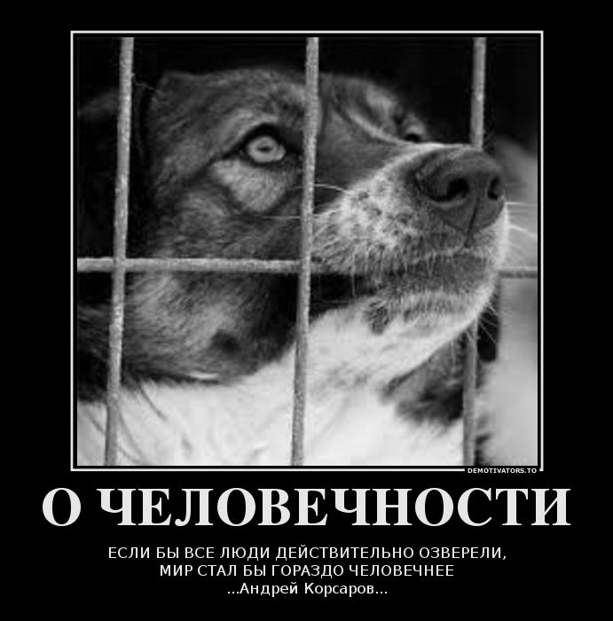 Человек человечность цитаты. Фразы про человечность. Афоризмы про человечность. Высказывания о человечности. Человечность картинки.