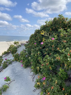 Жить у моря