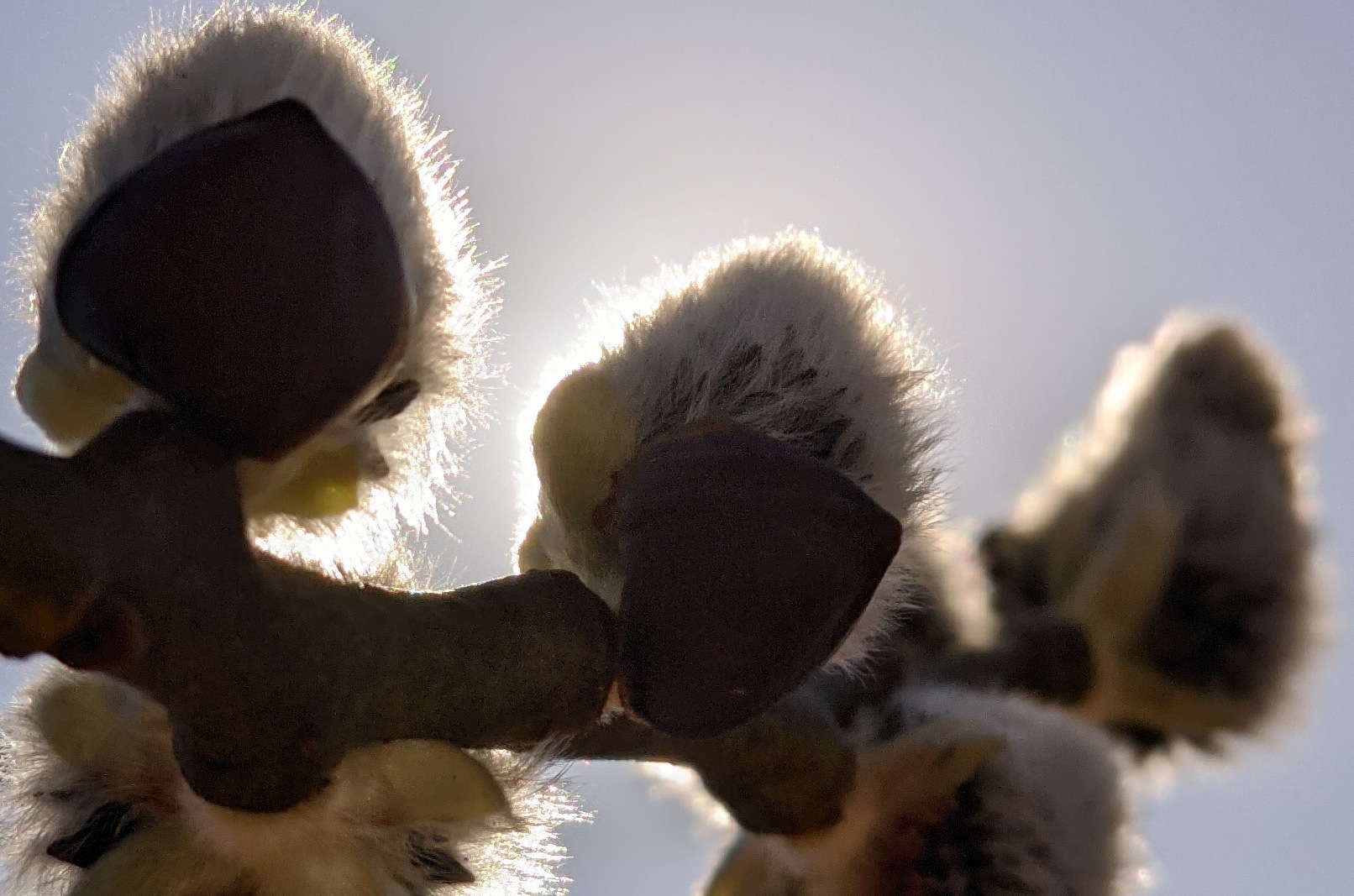 Утончённая высота