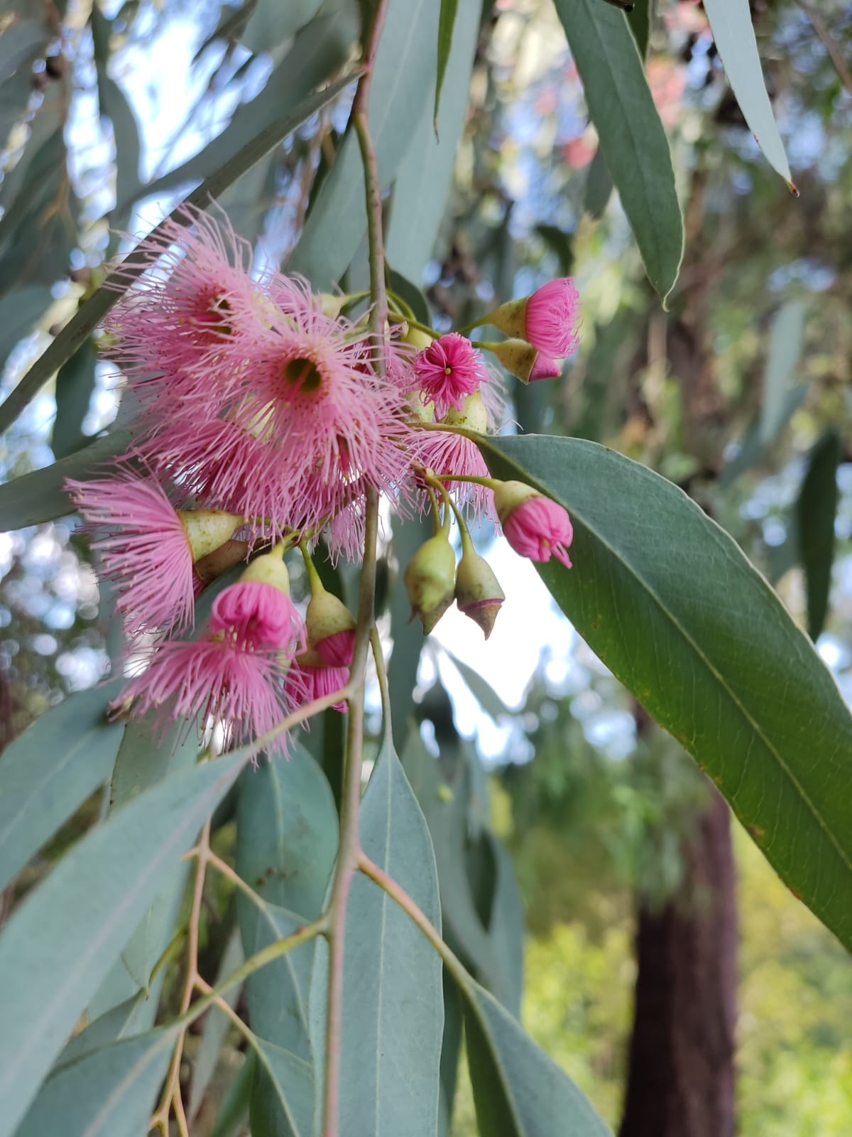 Вдыхая запах эвкалипта