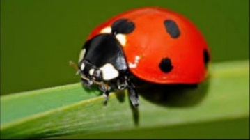 Непредвзятое