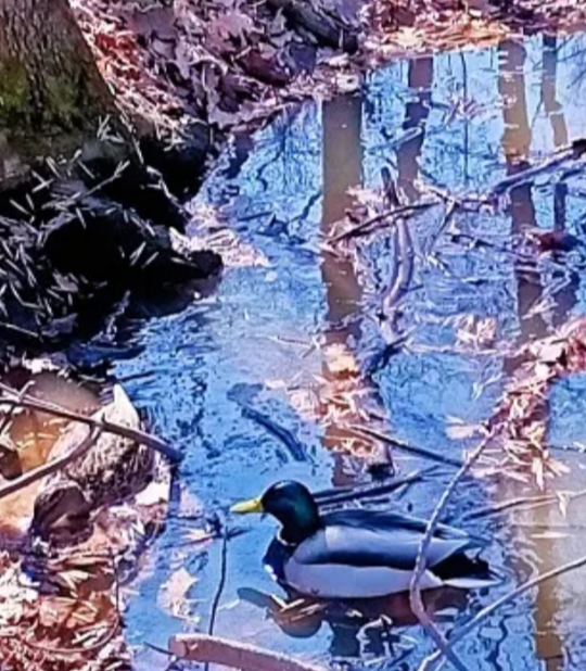 Лес весенний с утра