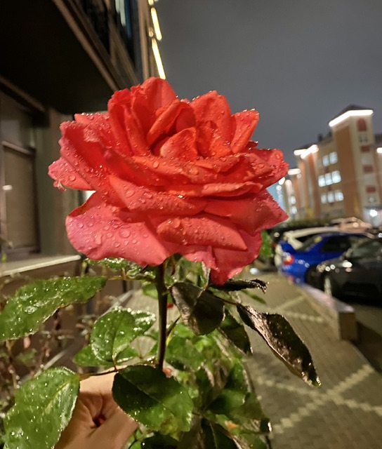 Сегодня дождь идет