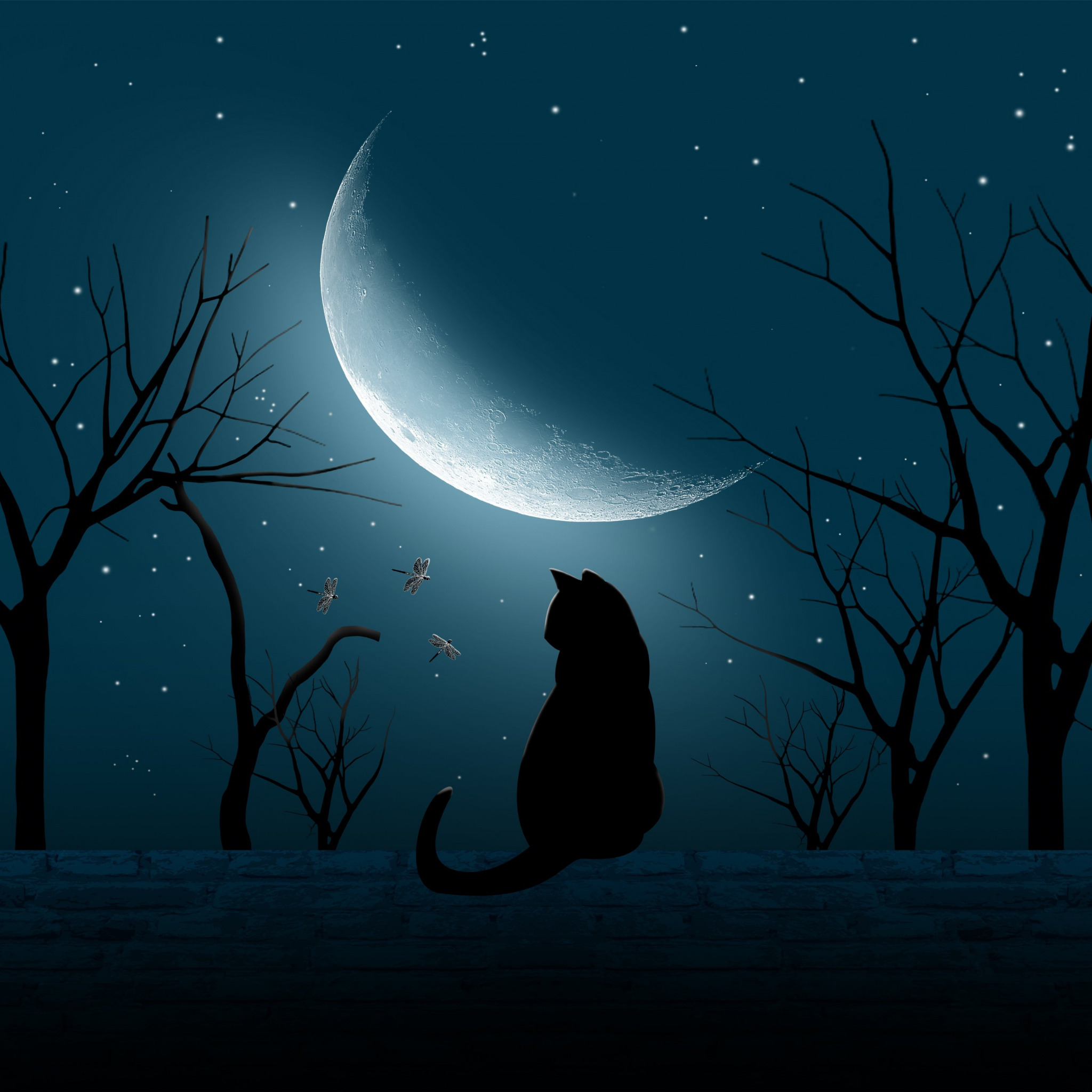 Сияние темноты. Спустилась ночь. Кот и звездное небо. Спустился вечер. Черный кот и звезды.