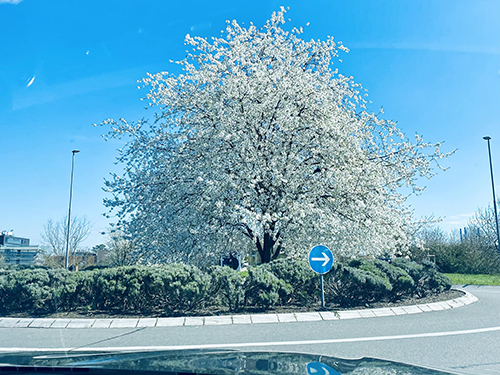 Все в цвету