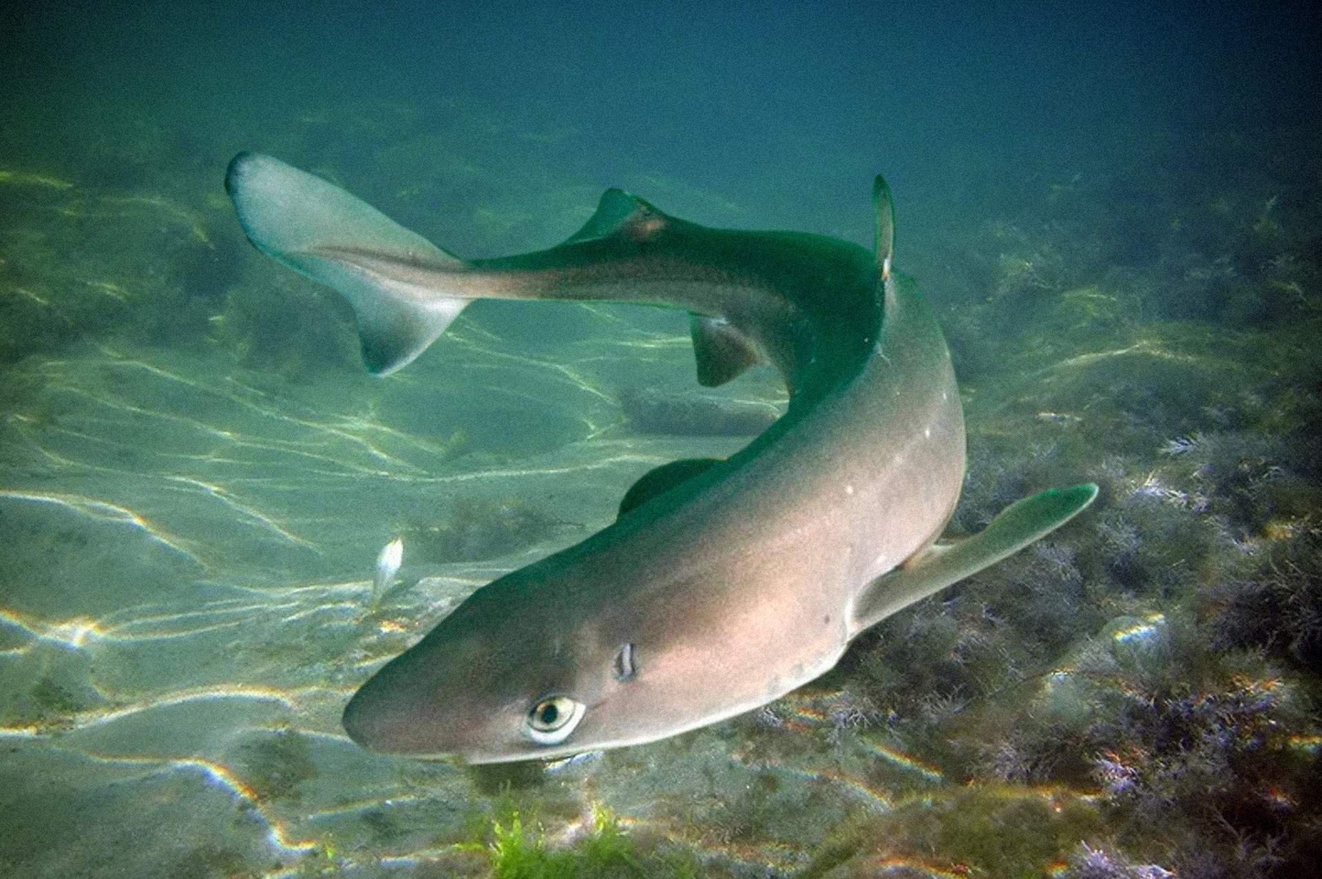Акулы в азовском море