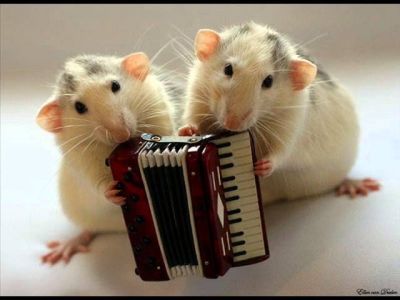 Мышиная капель