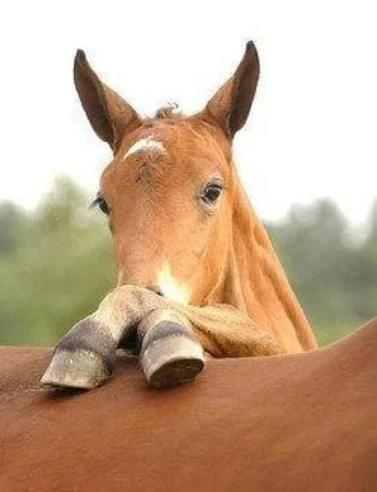 Не на того коня