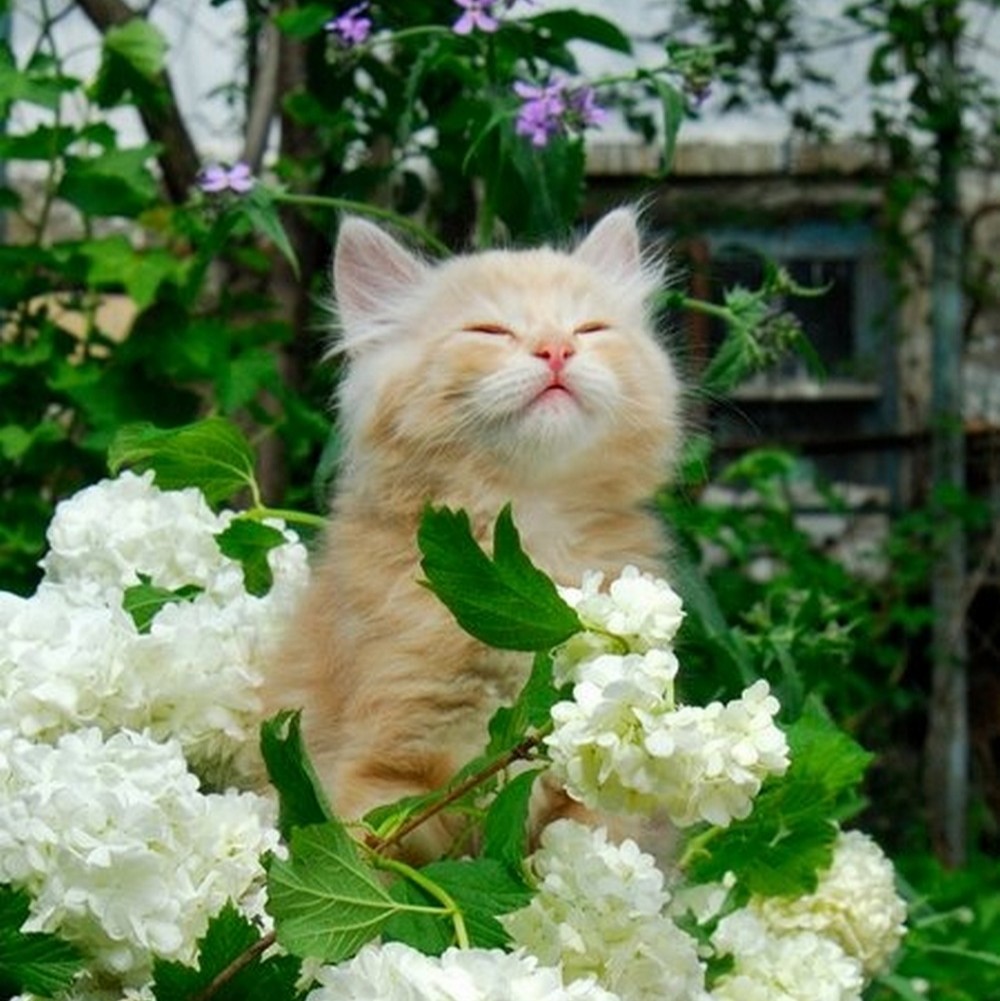 Кот в цветах