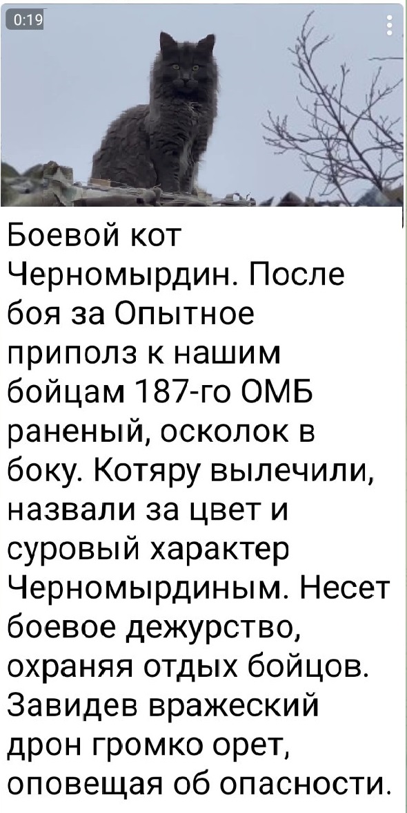 Черномордин