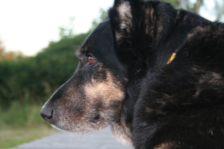 Собака, супруга, бумага, часы