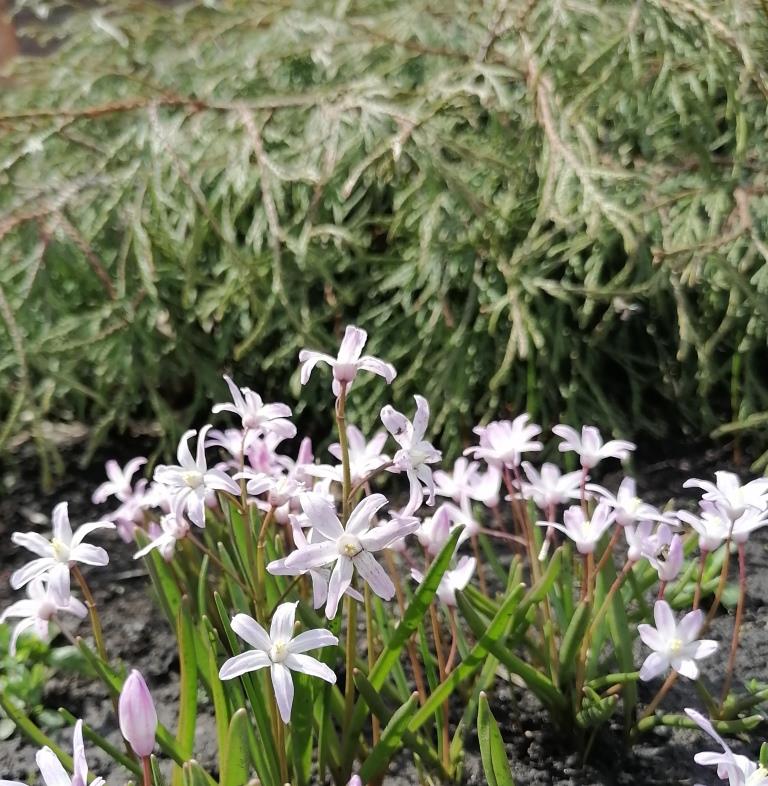 Первоцветы