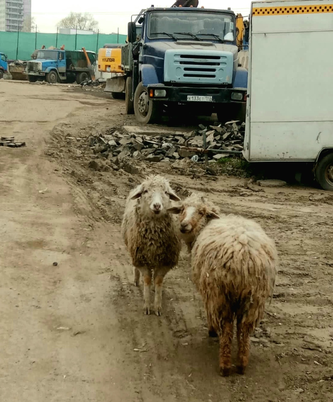 Не золотое руно