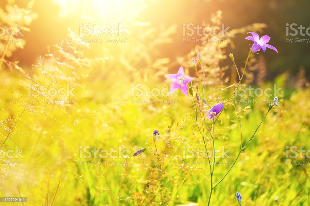 854. Летний полдень