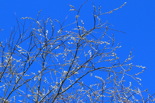 Весна в рамке