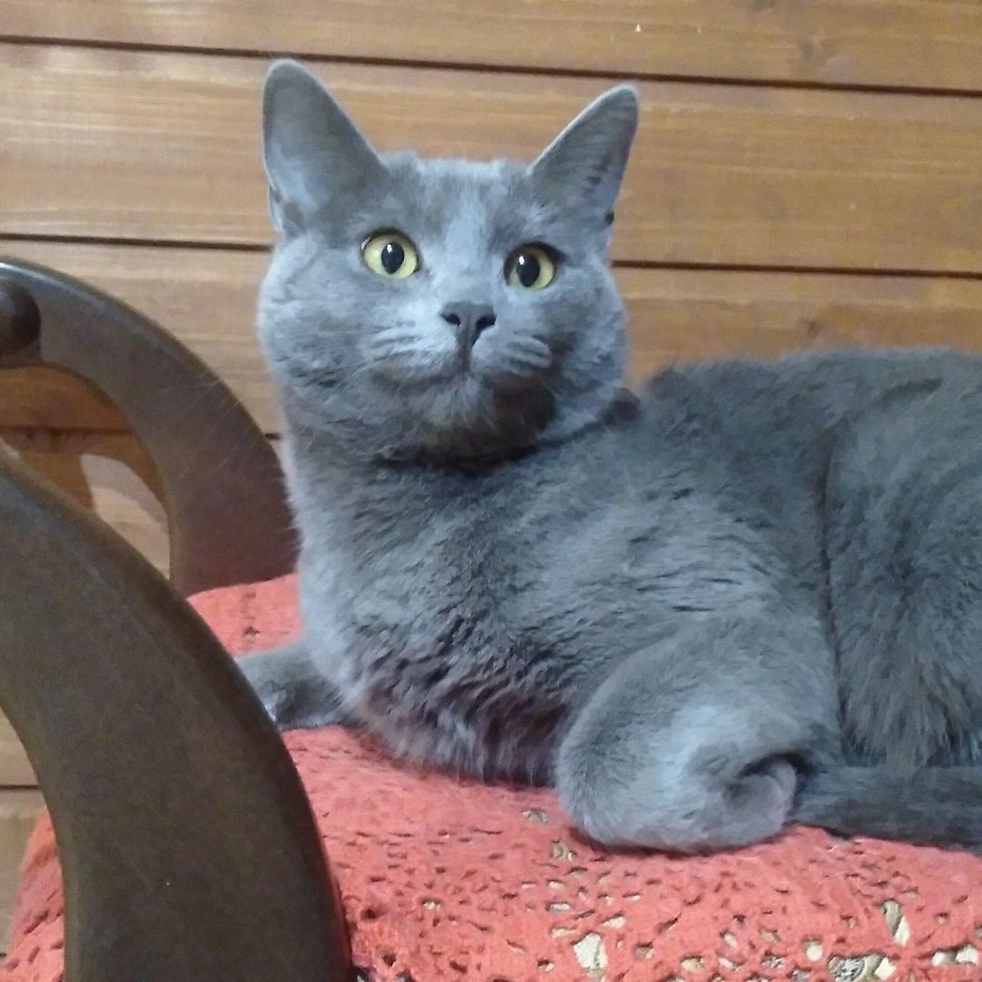 Russian Blue?