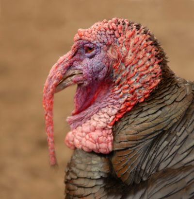 Рассказ полоумного