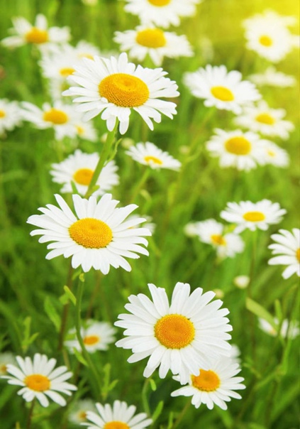 Живите просто