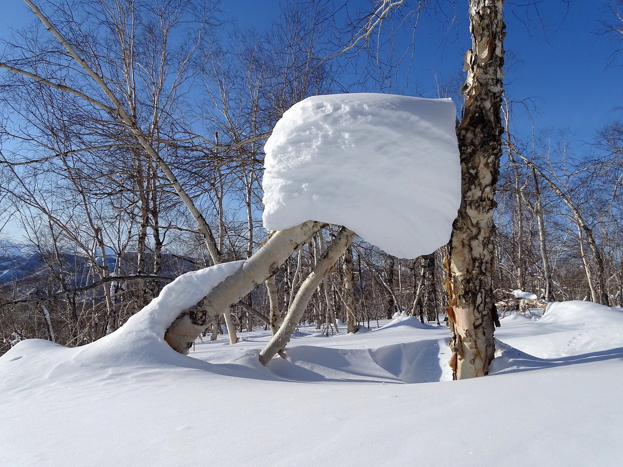 Гнутые березы. Снежные шапки на деревьях. Шапка снега. Деревья в снеговых шапках. Снеговые шапки.