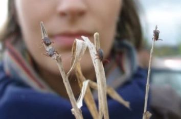 Весна и клещи