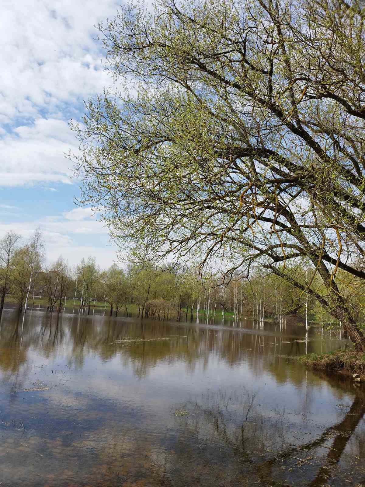 Бегу встречать зелёные рассветы...