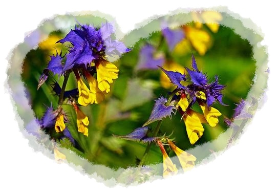 Иван-да-Марья