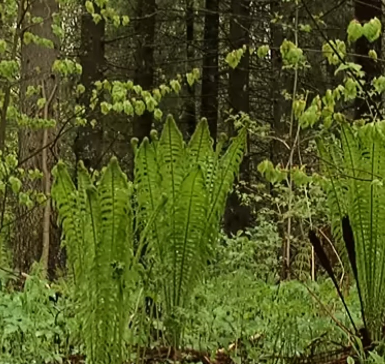 Треугольность Сущего - вновь с лопатою в обнимку..