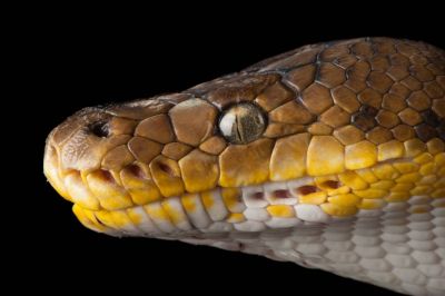 Рассказ идиота