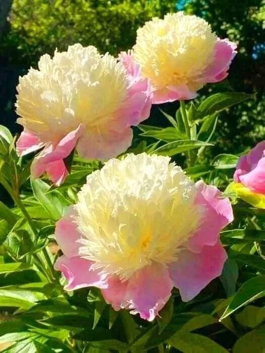 Общая дорога для троих