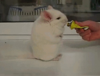 Белое и пушистое бабьё и запах денег