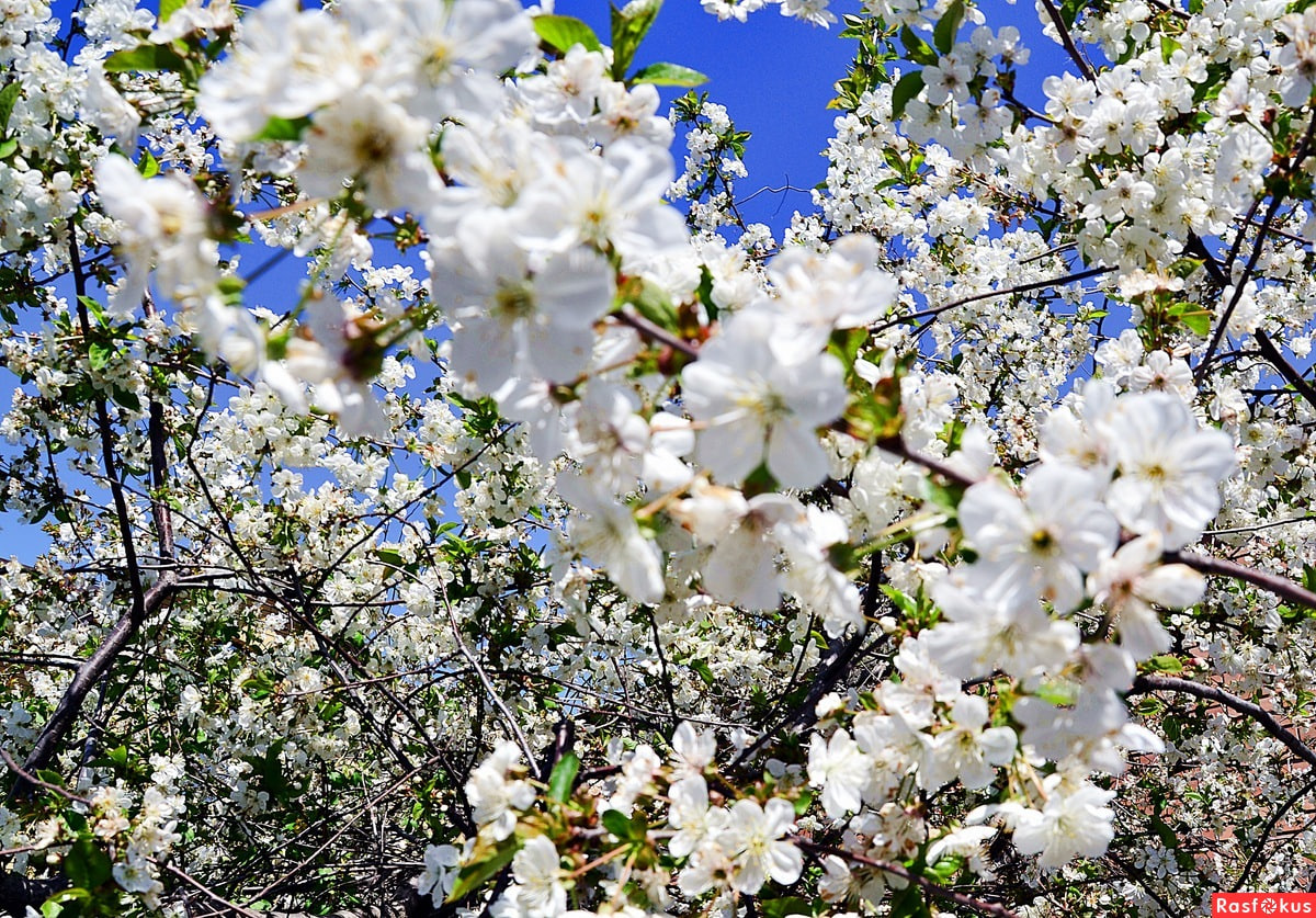 белые цветущие сады. белоснежная вишня под окном. расцвела вишня белая. вишня белая вишня. расцвела под окошком белоснежная вишня надежда кадышева.