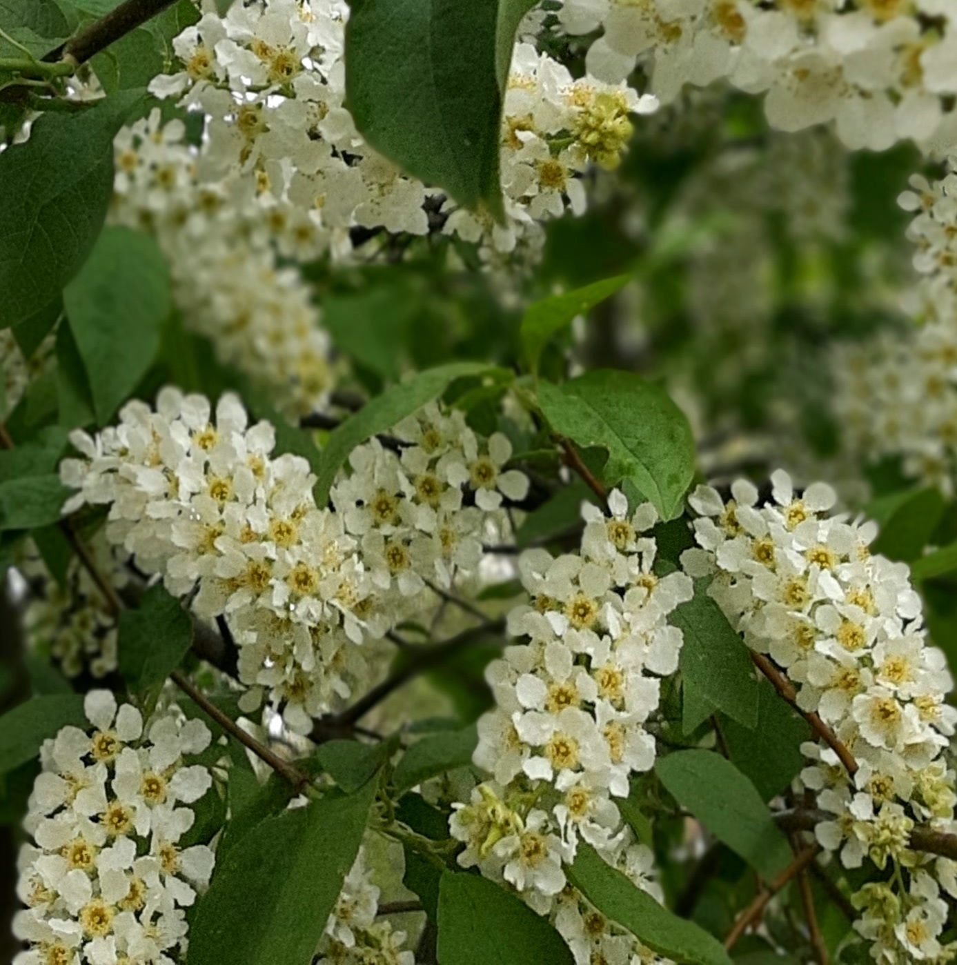 Лету от весны привет