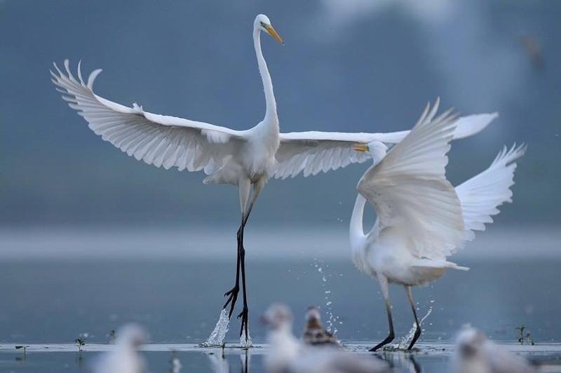 жгучестрастное