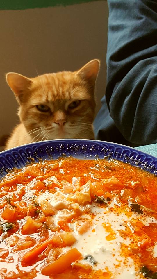 Курицы