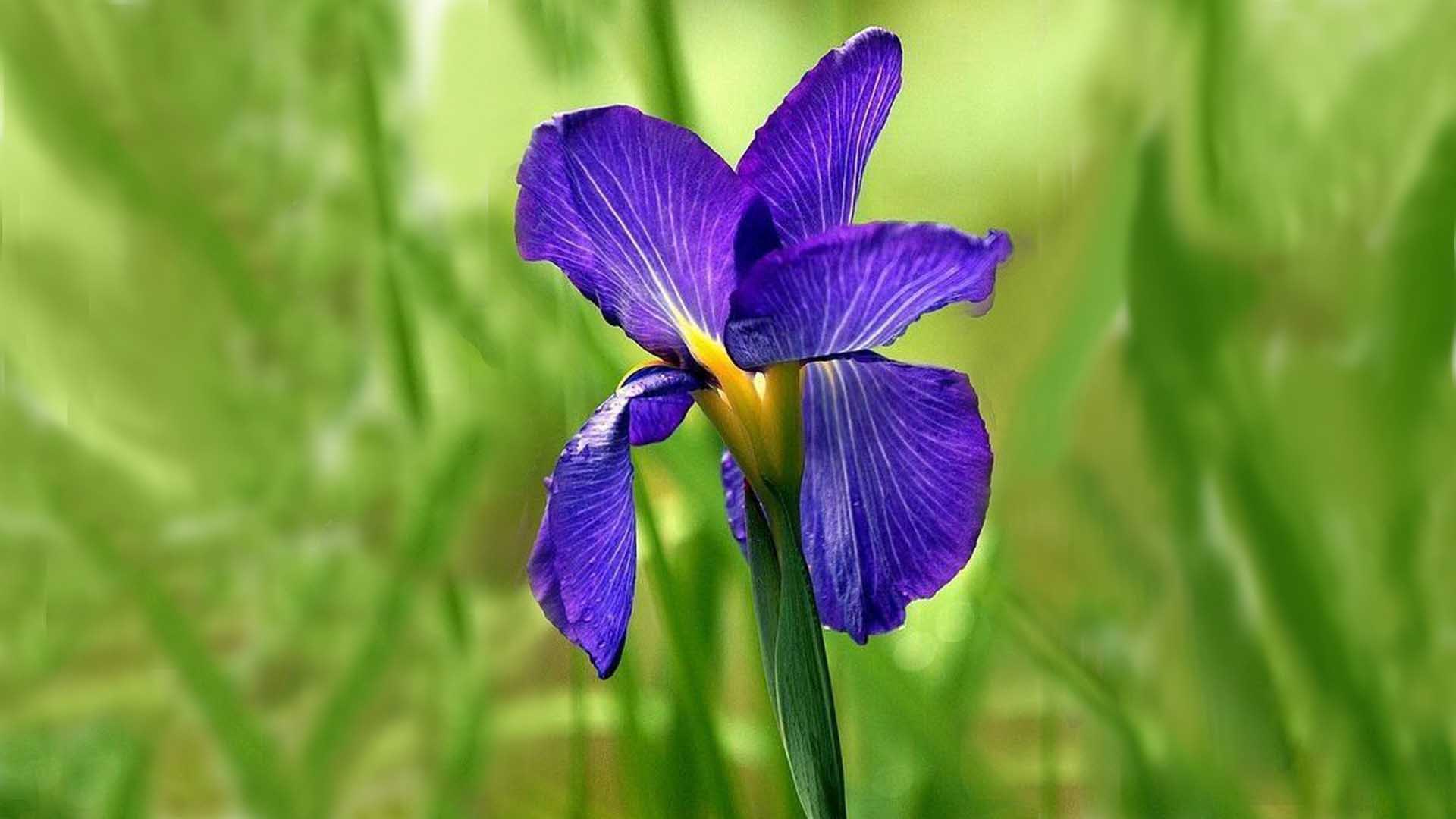 Сиреневый цвет