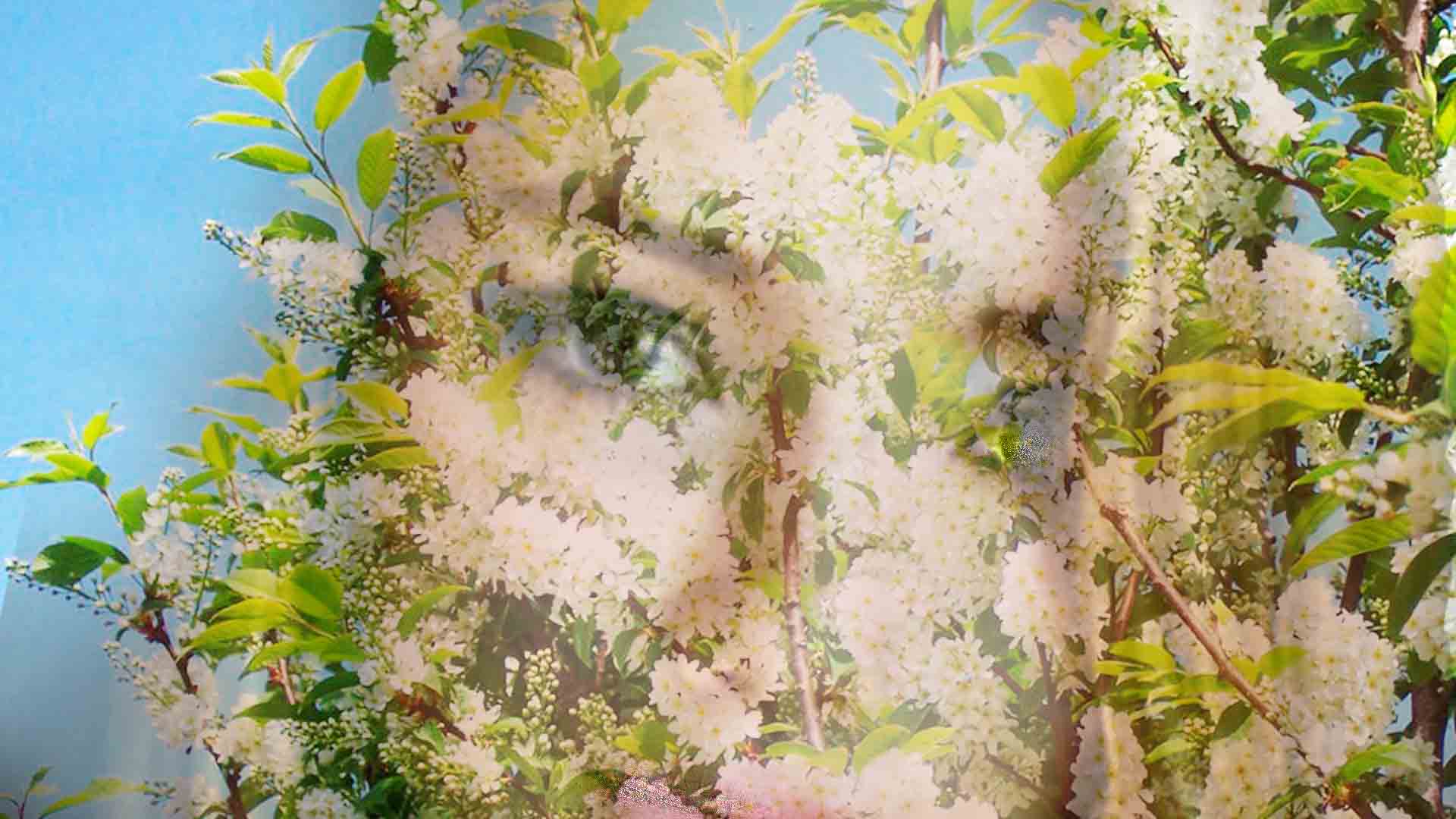 Расцвела черёмуха