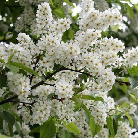 Май гусар враз ноги в стремя