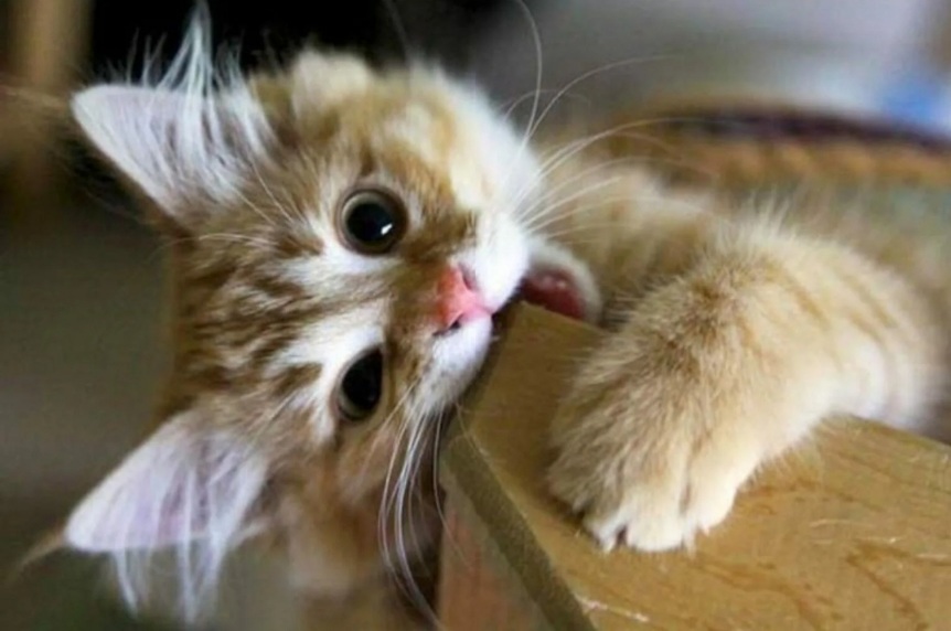 Если в доме скукота...