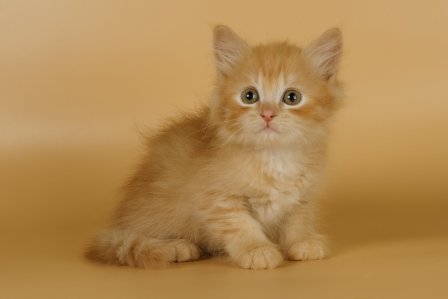 Рог ревности