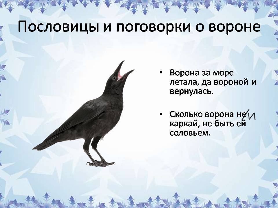 Предсказание от черного ворона пессимиста 9 букв. Поговорки о воронах. Пословицы про ворону. Пословицы о воронах. Пословицы и поговорки о воронах.