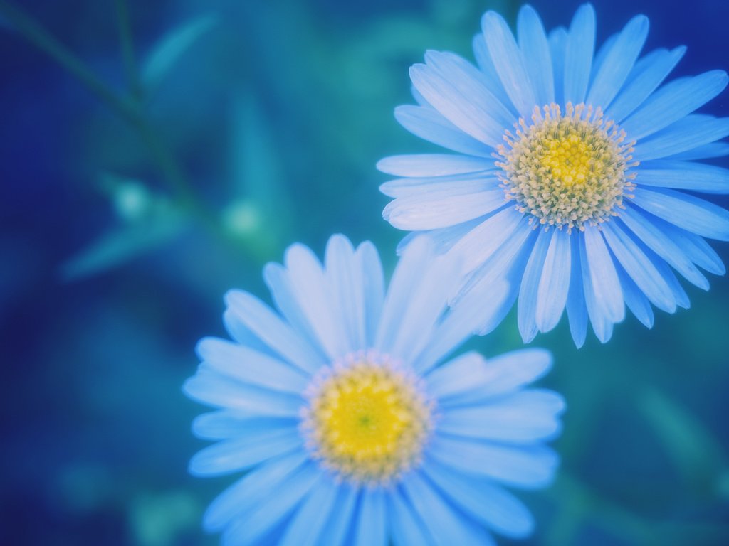 Зацвели маргаритки в саду. акростих