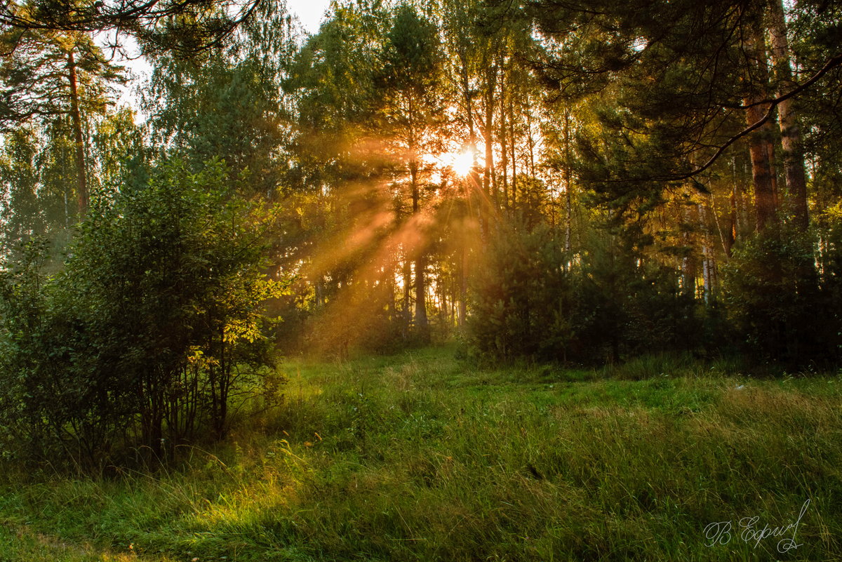 Песня утро в лесу