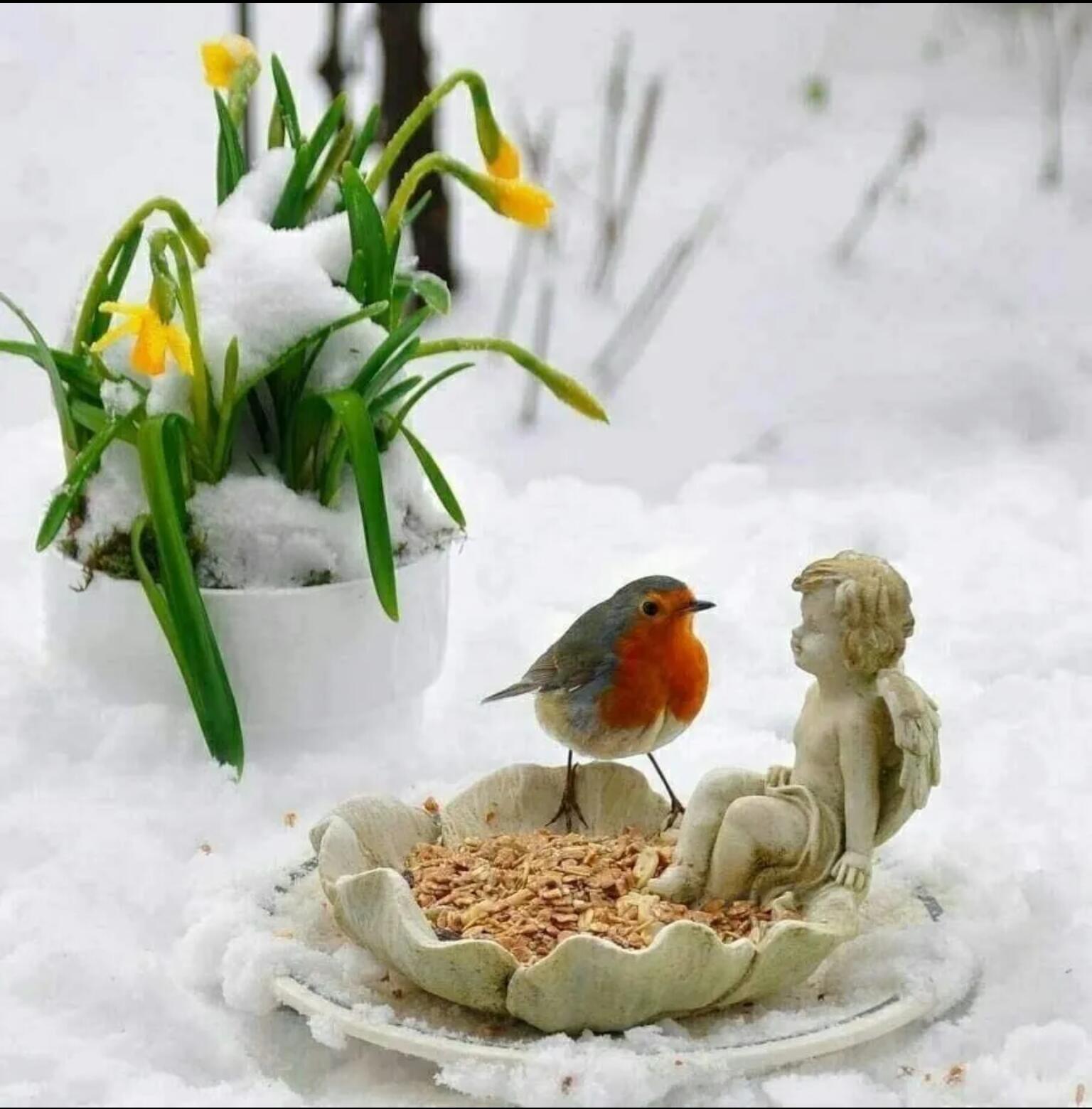 Картинка хорошего дня февраля. Доброе Весеннее Снежное утро. Птицы и подснежники.