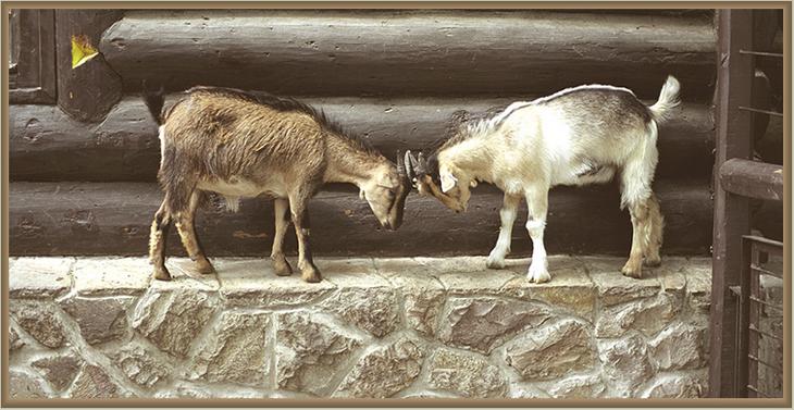 Картинка два барана бодаются