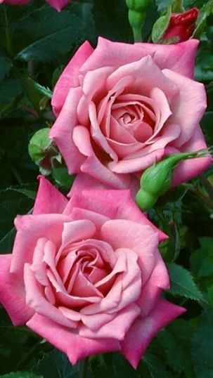 Я счастлив тем, что молод и беспечен...