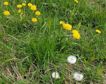 Цветочное настроение