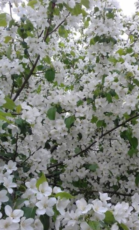 Яблоневый цвет